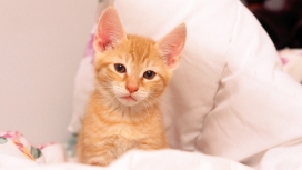 可爱的橙色宠物小猫