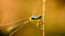 高清晰蜻蜓昆虫的特写