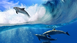 高清晰大海波涛汹涌下海豚游泳壁纸