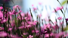 高清晰粉红色的花场