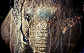 高清晰亚洲象Elephant壁纸