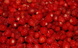 高清晰红色野生草莓水果壁纸