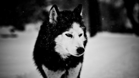 狼在冬季黑白壁纸