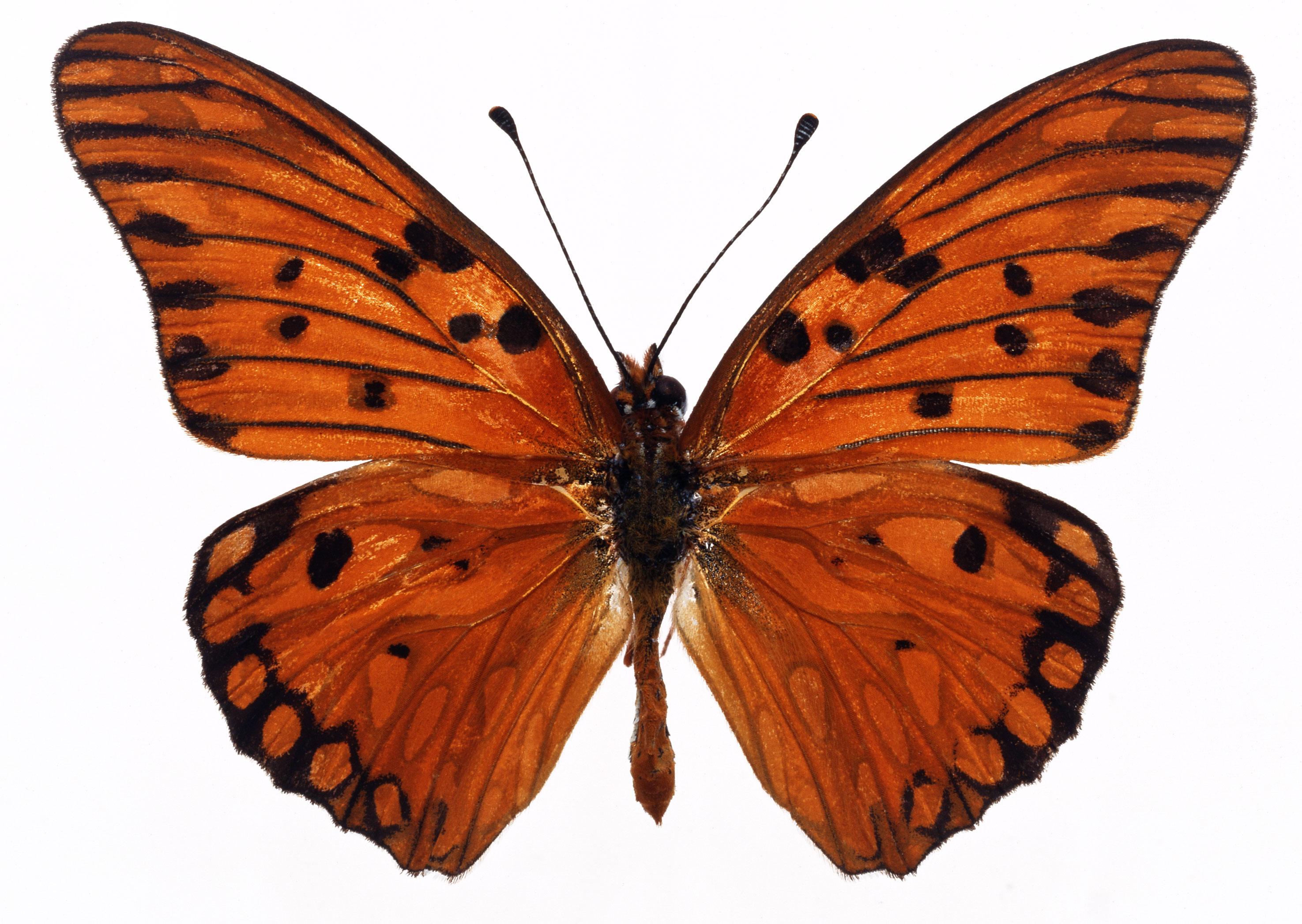 高清晰美丽花蝴蝶标本昆虫壁纸