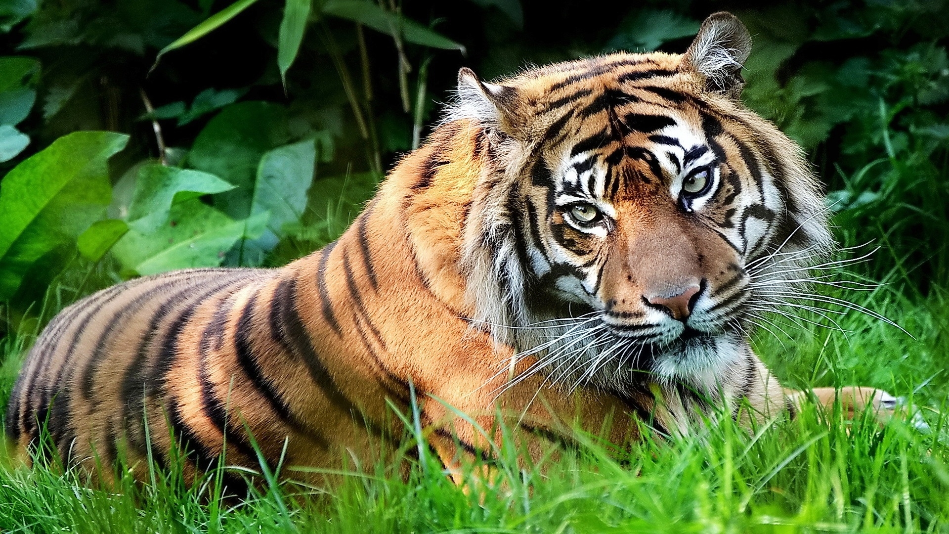 躺着草地上的老虎