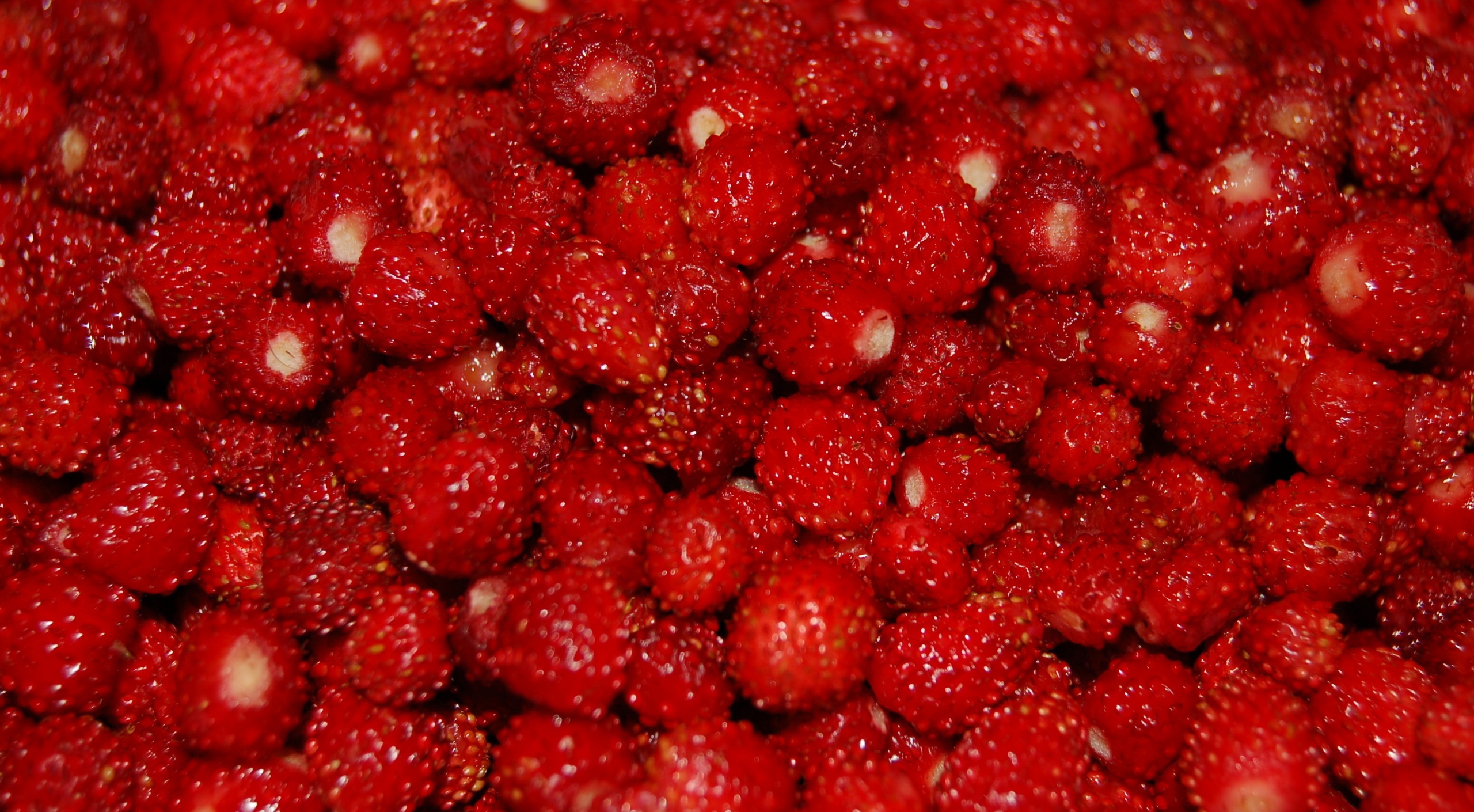 新鲜红色小草莓壁纸