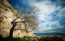 枯桃树-高清晰树自然壁纸