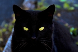 高清晰可爱黄眼睛黑色猫壁纸