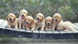 高清晰可爱的七只宠物狗组合