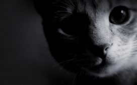 黑猫黑白壁纸