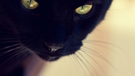 微距特写的黑猫