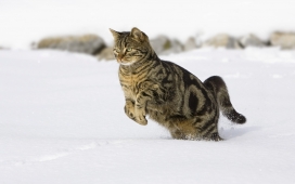 在雪地奔跑的家猫