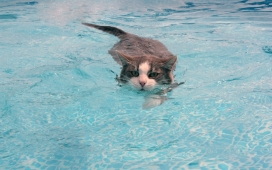 在游泳池游泳的宠物猫