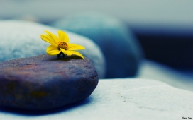 高清晰石头上的黄色兰花