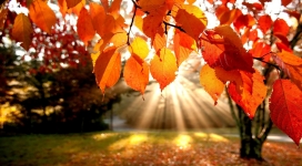 阳光明媚下的秋景