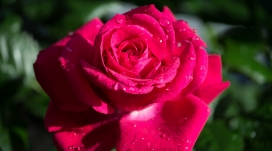 一朵饱满的红玫瑰