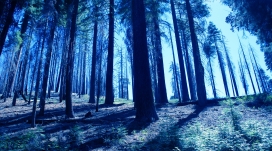 蓝色森林