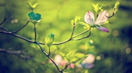 绿色山茱萸树开花