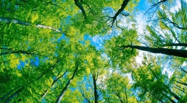 绿色森林的天空视野