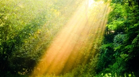 森林里面的阳光射线