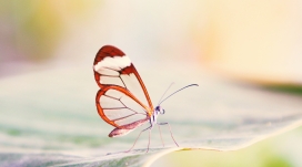 漂亮的透明翅膀蝴蝶