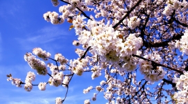 春天-漂亮的樱花