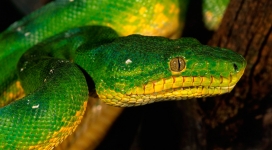 绿蟒青蛇