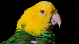 绿色和黄色的鹦鹉