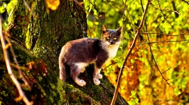 树猫