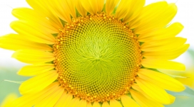 微距下的金黄向日葵鲜花
