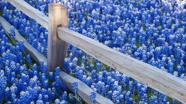 蓝色的花场