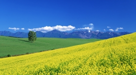 亚洲日本黄色鲜花与蓝天