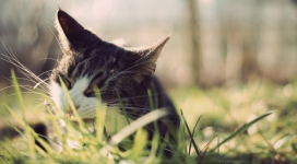 猫吃青草