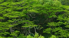 夏威夷威美亚山谷惊人的绿色树木壁纸