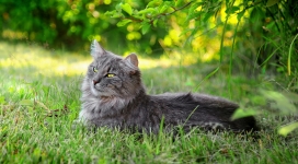 趴在绿色草坪上的懒惰猫