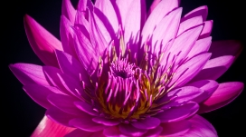 大紫红花