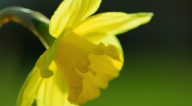 春天黄色的水仙花