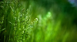 绿幽幽的尖峰草