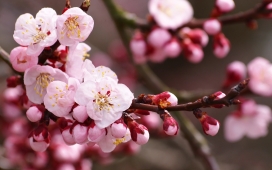 粉红色的Cherry Blossoms樱花