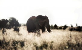 孤独的大象