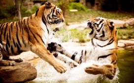 虎斗-美丽的老虎在水中嬉戏