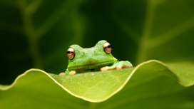 趴在荷叶上的可爱绿色青蛙