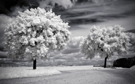 黑白树木的春天