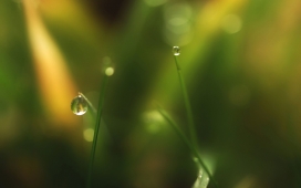 绿草和水滴