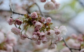 日本春天的花朵