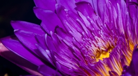 微距下的紫色花瓣