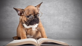 书生狗-戴眼镜认真看书的狗