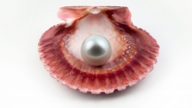 海壳珍珠