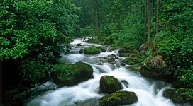 宁静的森林小溪河流