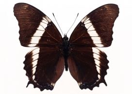 高清晰美丽蝴蝶标本昆虫壁纸